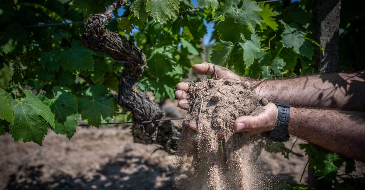 Hände eines Winzers lassen trockene, sandige Erde durch die Finger rieseln, im Hintergrund ein Rebstock mit grünen Blättern