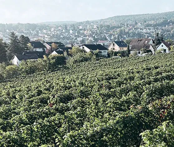 Dichter Weinberg direkt vor einer kleinen Siedlung mit Häusern, dahinter bewaldete Hügel und weite Aussicht auf eine Stadtlandschaft.