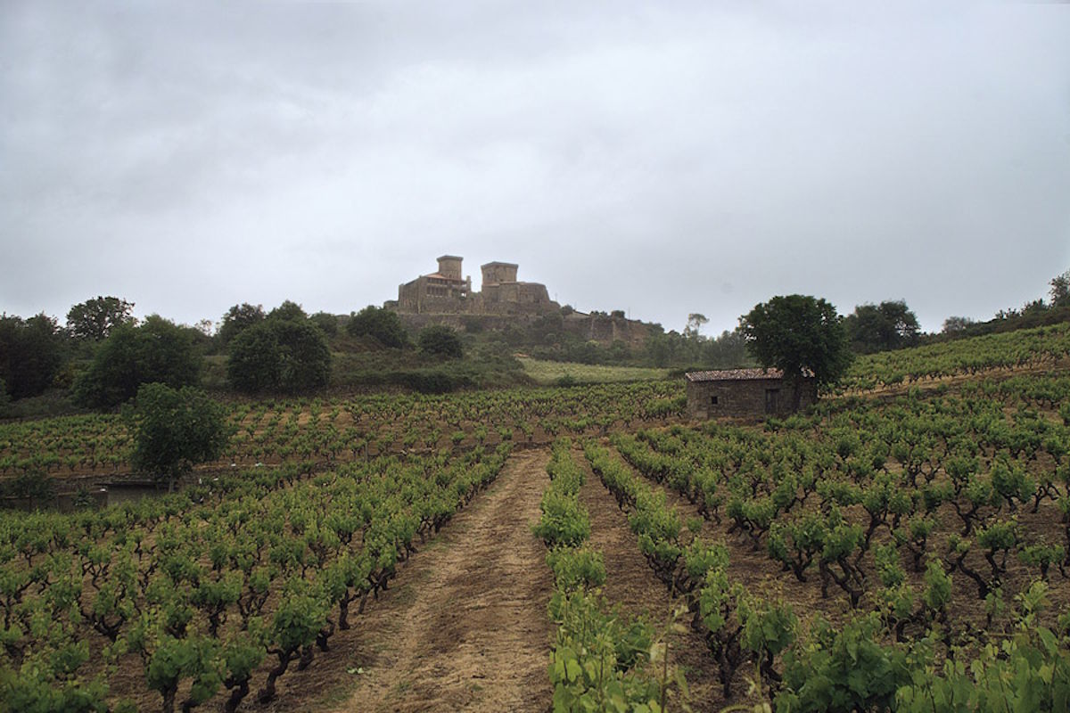  Weinberg mit niedrigen Rebstöcken unter bewölktem Himmel, im Hintergrund eine historische Burganlage auf einem Hügel