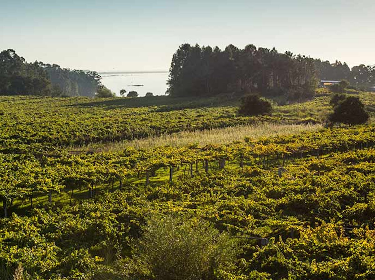 Weinberg in sanfter Hügellandschaft mit dichter Bepflanzung und Blick auf ein bewaldetes Gebiet sowie ein Gewässer im Hintergrund