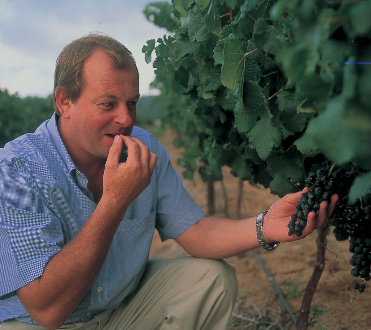 Winzer kniet im Weinberg und kostet eine dunkle Traube direkt vom Rebstock