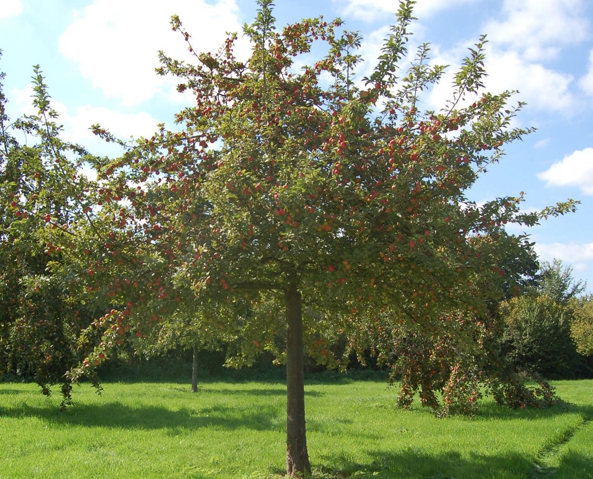 Ein voller Apfelbaum mit reifen roten Äpfeln steht auf einer gepflegten, grünen Wiese unter blauem Himmel – Symbol für nachhaltigen Obstanbau und natürliche Ernte