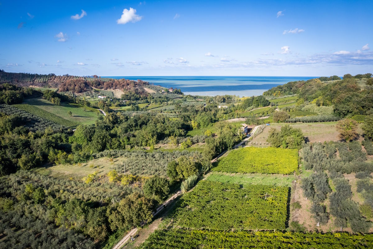 Weitläufige Landschaft mit Weinbergen, Olivenhainen und Hügeln, die sich bis zum blauen Meer erstrecken, unter klarem Himmel