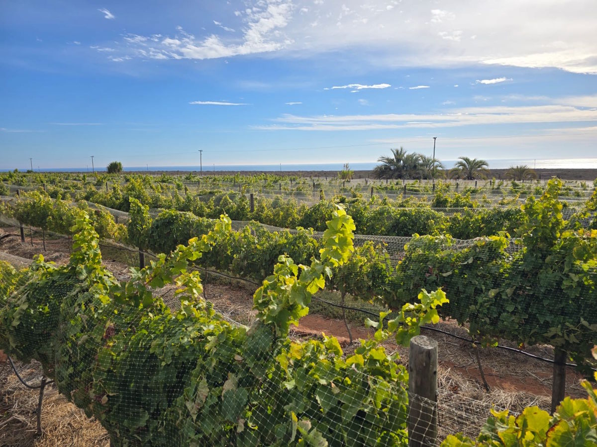 Weinberge in Küstennähe mit Blick auf das Meer unter einem weit geöffneten Himmel, im Vordergrund grüne Reben mit Netzen geschützt.