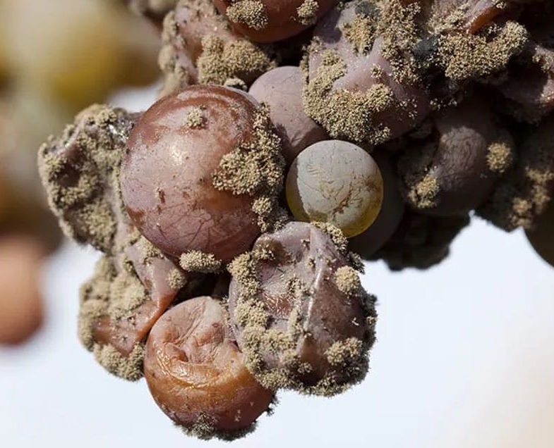 Detailaufnahme von von Botrytis befallenen Trauben, deren schrumpelige Beeren mit Edelschimmel überzogen sind