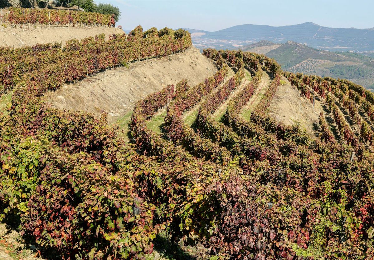 Herbstlich gefärbte Weinreben auf schmalen, steilen Terrassen in Hanglage mit Blick ins hügelige Umland.