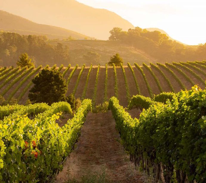 Weinberg in hügeliger Landschaft im Abendlicht, mit goldener Sonne im Hintergrund und klar strukturierten Rebzeilen im Vordergrund.