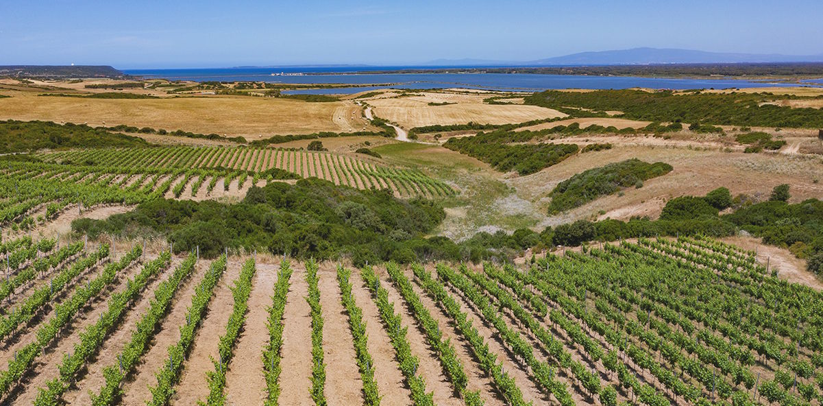 Weinberge in Reihen angelegt in einer weitläufigen Hügellandschaft mit Blick auf das Meer und ferne Berge