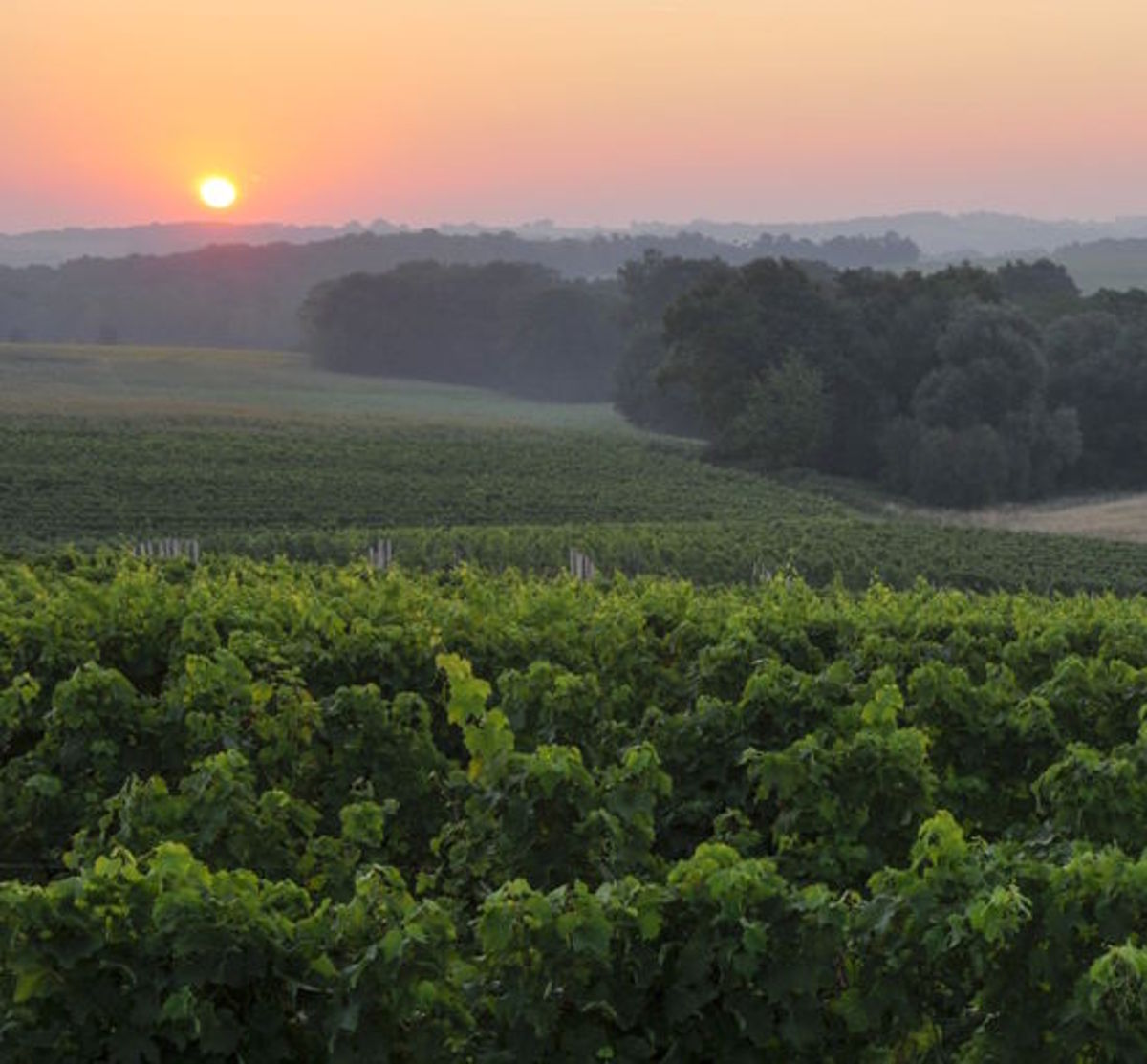 Weinberge in sanfter Hügellandschaft bei Sonnenaufgang, mit leichtem Dunst über den Feldern.