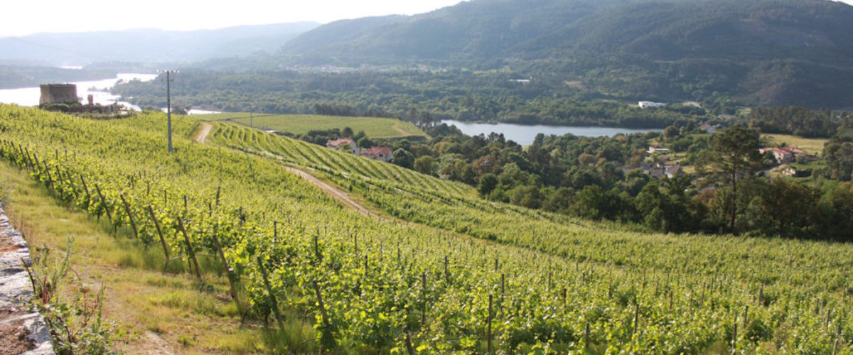  Sonniger Weinberg an einem Hang mit Blick auf einen Fluss und bewaldete Hügel im Hintergrund