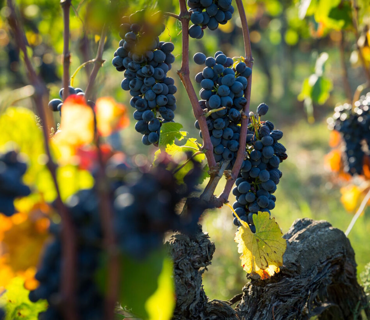 Reife, dunkelblaue Weintrauben hängen in der Sonne an Rebstöcken in einem herbstlich gefärbten Weinberg.