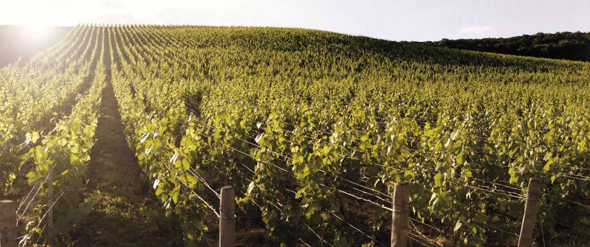 Sonnenbeschienener Weinberg mit endlosen Reihen junger Reben, die sich über einen sanften Hügel erstrecken.