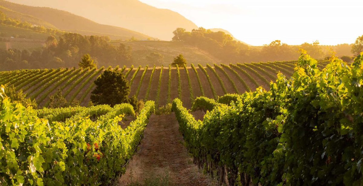 Weinberg in hügeliger Landschaft im Abendlicht, mit goldener Sonne im Hintergrund und klar strukturierten Rebzeilen im Vordergrund.
