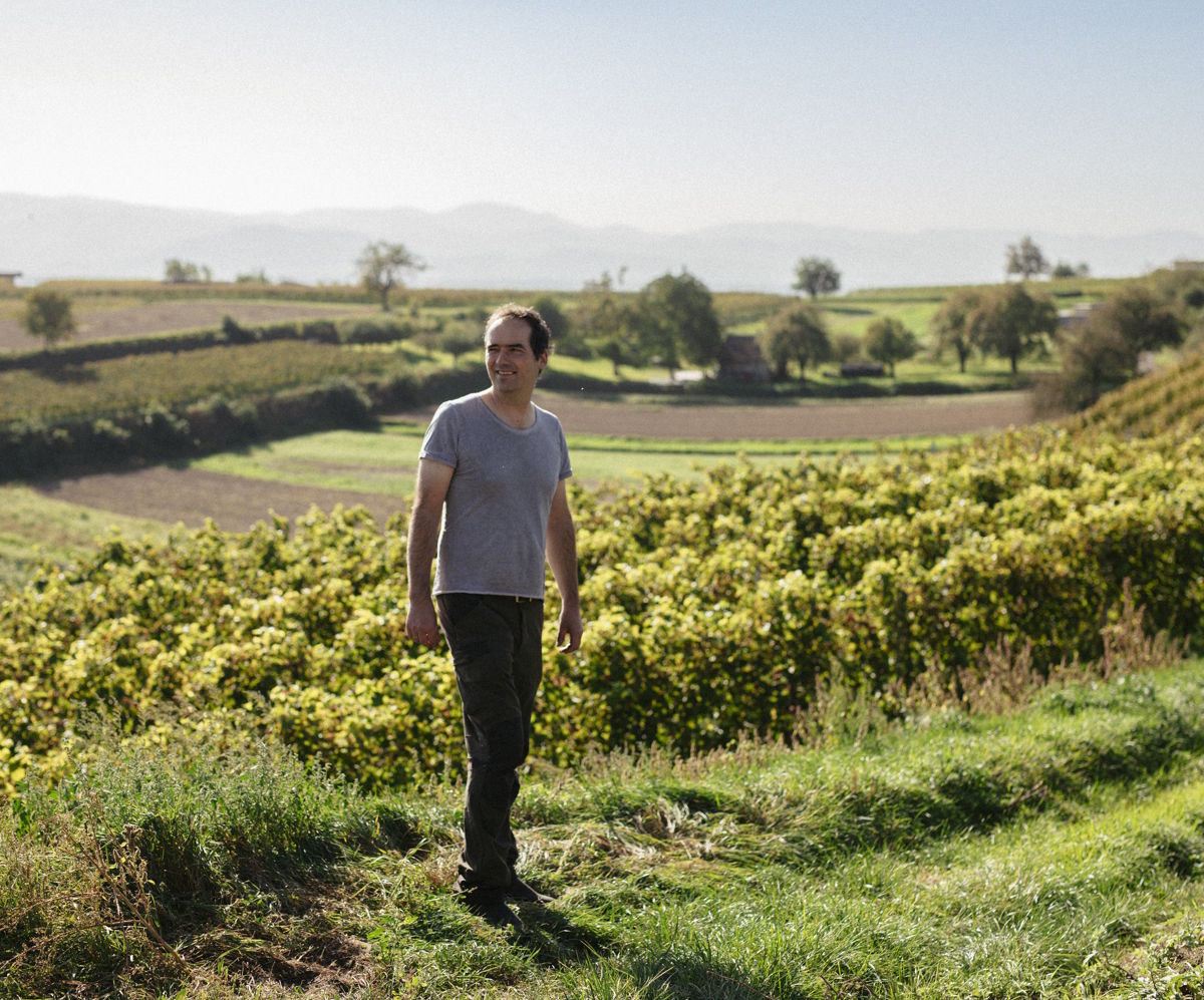 Winzer inmitten einer weitläufigen, hügeligen Weinlandschaft