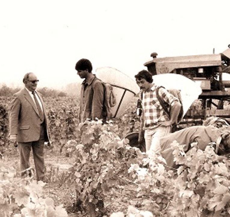 Schwarzweißfoto von Winzern bei der Weinlese mit Erntekörben und Traktor im Hintergrund