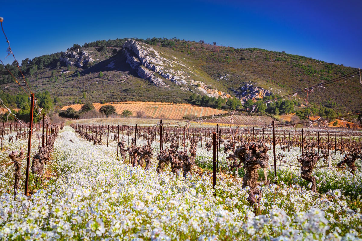Frühlingserwachen im Weinberg – Blütenmeer zwischen alten Reben und mediterranen Hügeln Ein Weinberg mit blühenden weißen Bodendeckern zwischen den Reben, vor einer Kulisse aus sanften Hügeln und felsigen Erhebungen unter strahlend blauem Himmel