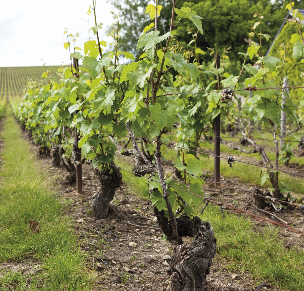 Reihen von gepflegten Rebstöcken mit frischem Austrieb auf einem Weinberg unter leicht bewölktem Himmel.