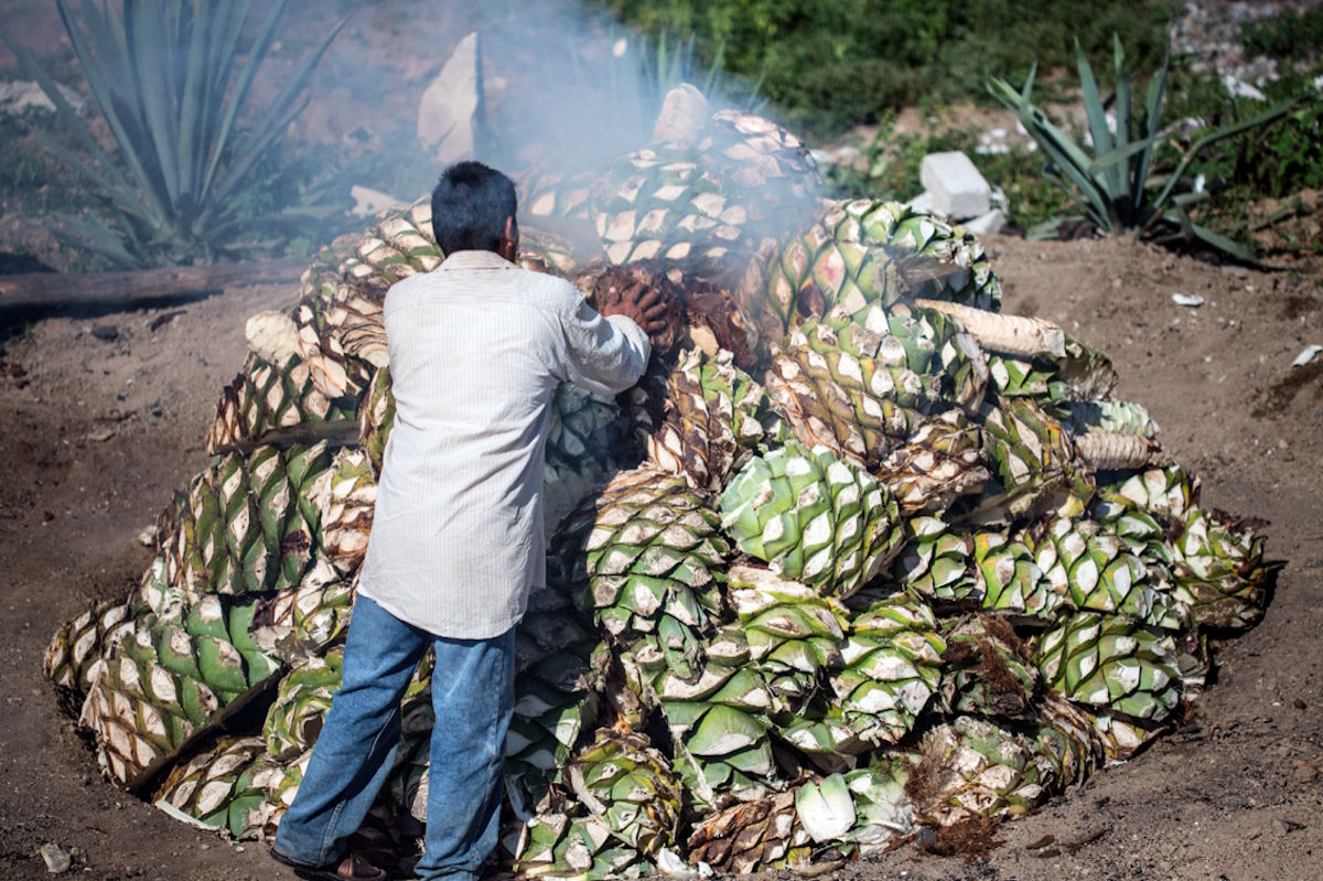Ein Arbeiter schichtet und bearbeitet zahlreiche geerntete Agavenherzen (Piñas), die in einer Erdgrube geröstet werden – traditioneller Verarbeitungsschritt zur Herstellung von Agavenspirituosen