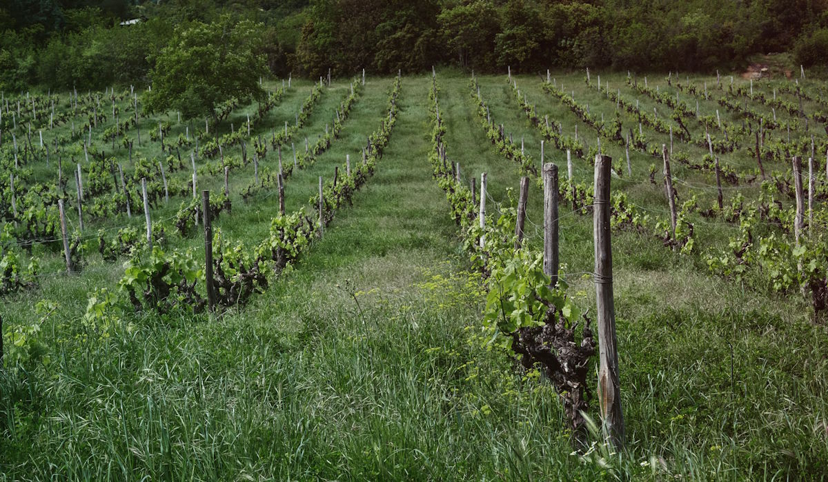  Weinberg mit jungen Austrieben in saftig grünem Gras, in Reihen angepflanzt vor einem Waldrand