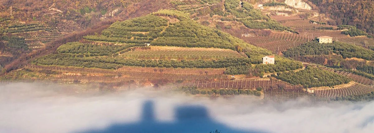 Nebelschwaden vor terrassierten Hängen mit Weinhainen; im Vordergrund die Schattenumrisse einer Burg.