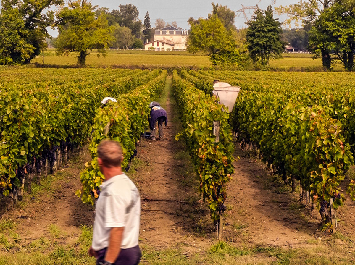 Weinlese im Gange mit mehreren Arbeitern, die sich zwischen den Reben bücken, während ein Mann im Vordergrund vorbeigeht; im Hintergrund ein Gutshaus.
