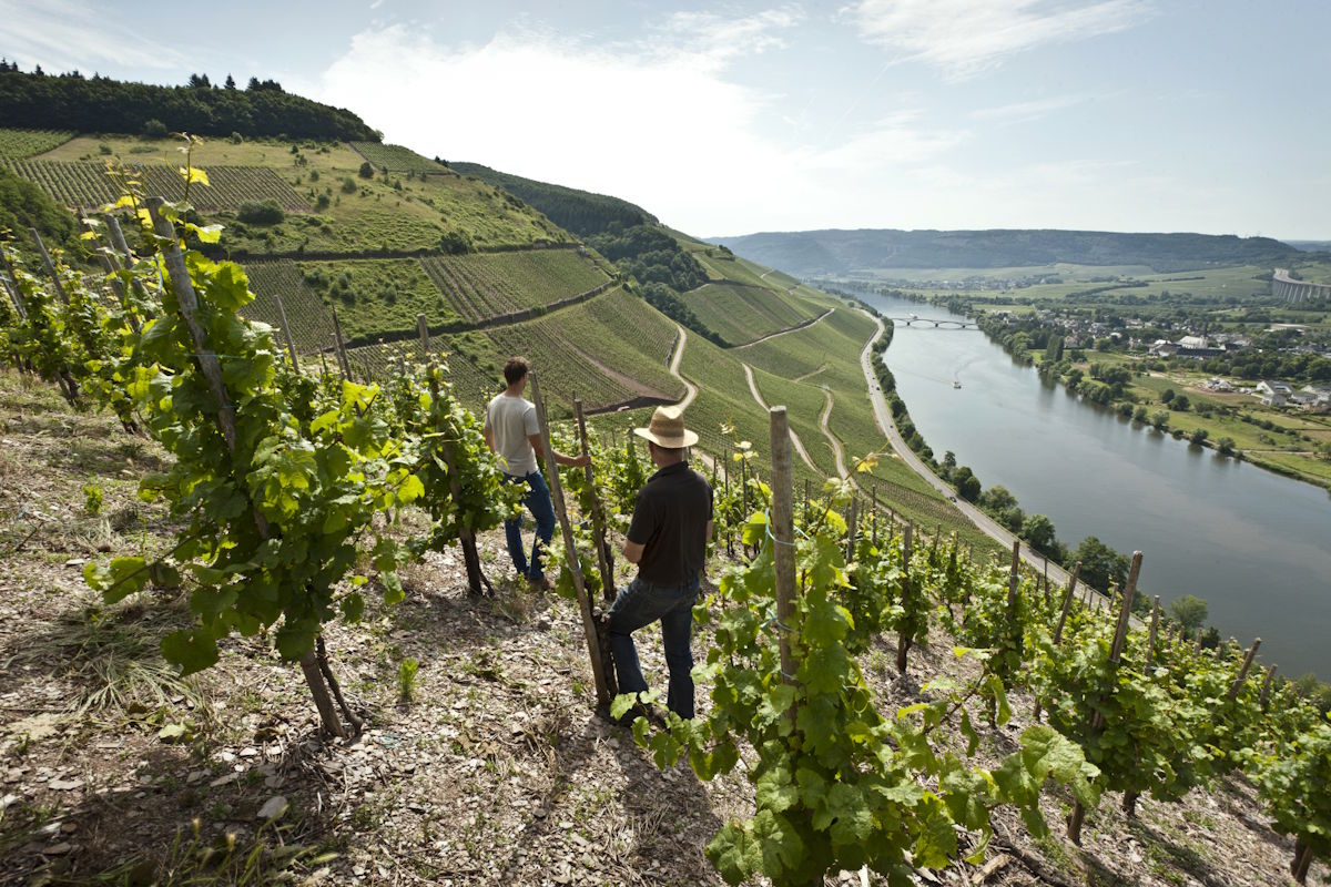 Steillagen-Weinbau an der Mosel – Arbeiten mit Ausblick auf Fluss und Weinberge Zwei Winzer stehen in einem steilen Weinberg mit Blick auf die Mosel, umgeben von Reben und der terrassierten Landschaft