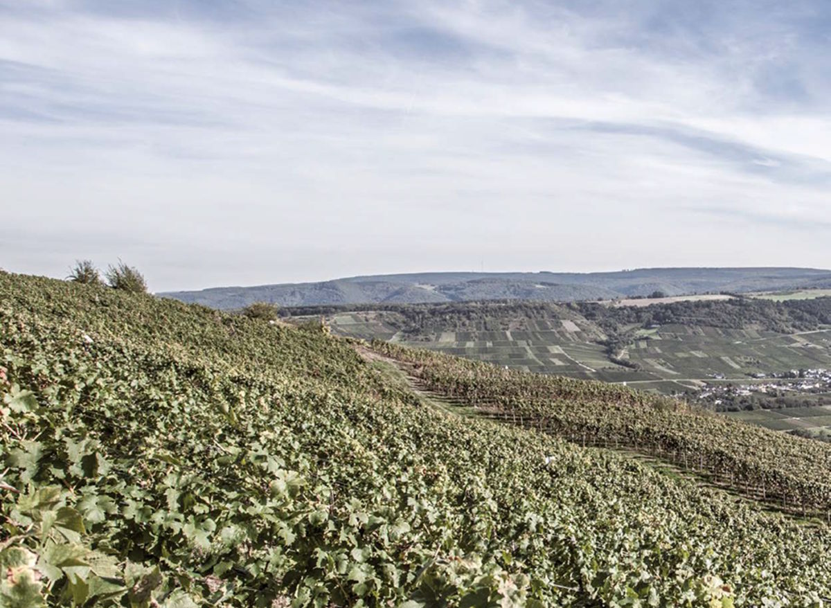 Panorama eines weitläufigen Weinbergs an einem steilen Hang mit grünen Reben und Blick auf ein Flusstal und sanfte Hügel unter leicht bewölktem Himmel