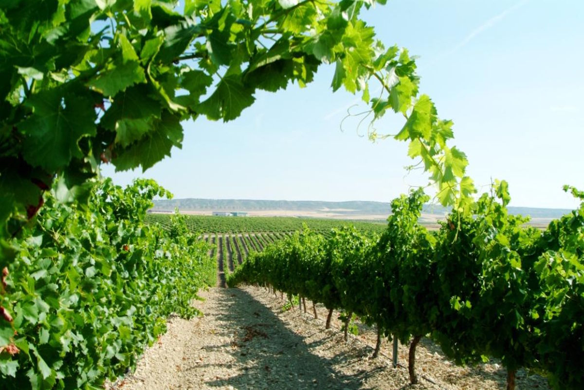 Weinberg im Sonnenlicht – Rebstöcke in perfekter Reihung Reihen von grünen Rebstöcken auf steinigem Boden mit natürlichem Blätterrahmen im Vordergrund und weiter Aussicht über eine mediterrane Weinlandschaft