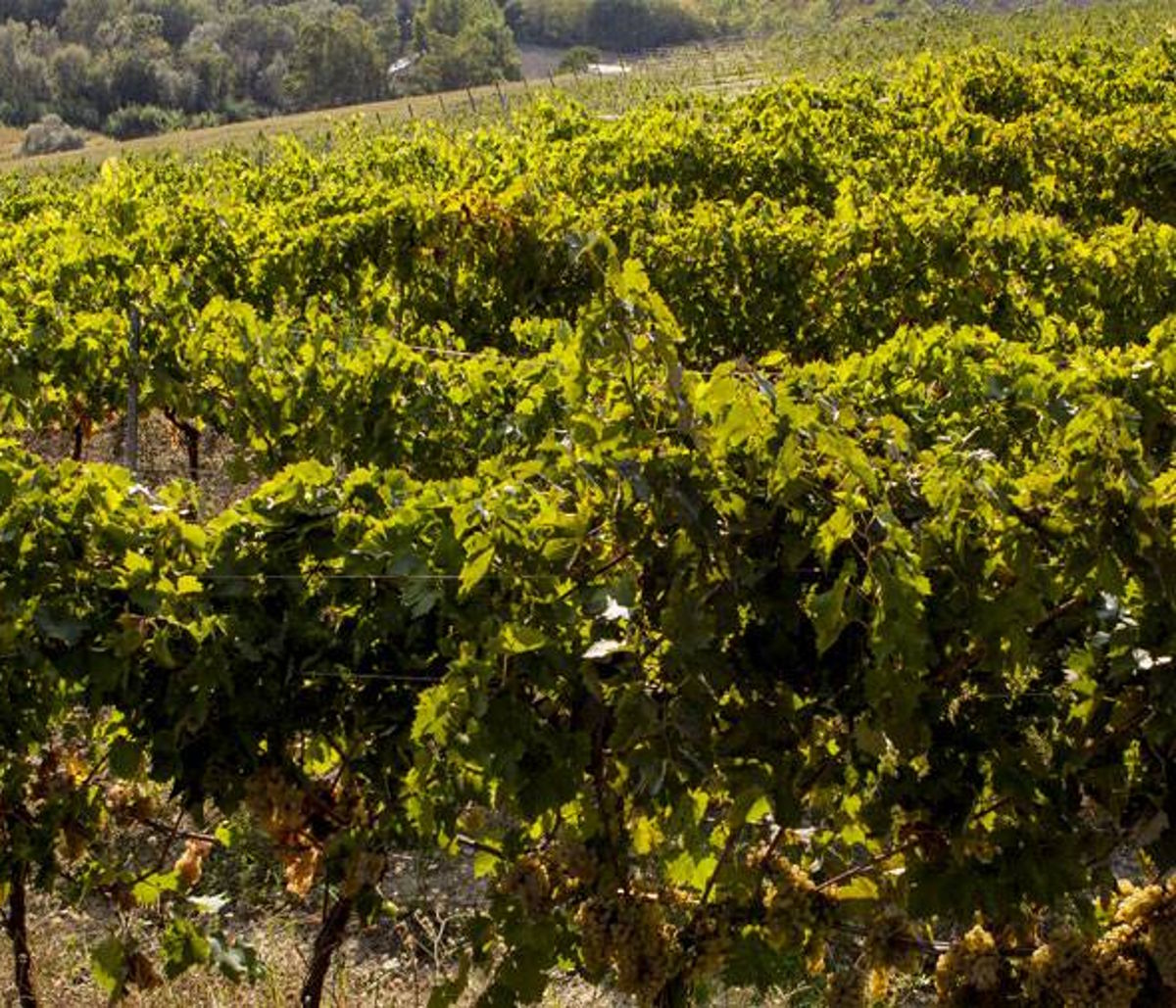 Reihen dicht belaubter Rebstöcke in voller Vegetation, leicht ansteigender Hang unter sonnigem Licht.