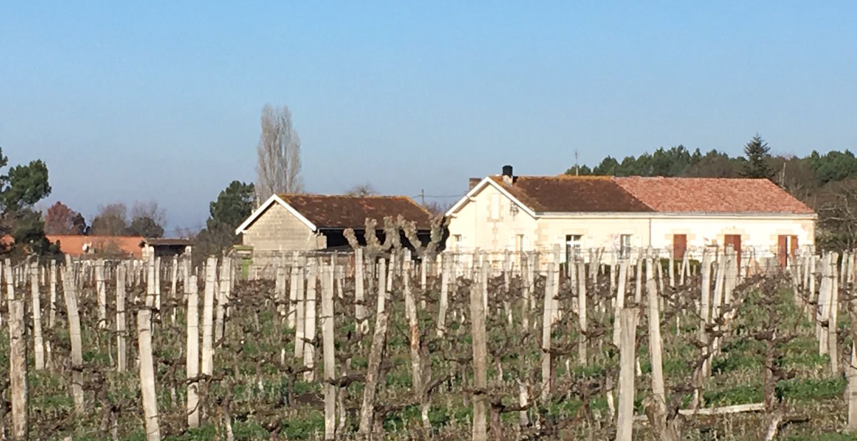 Ein Weingut mit hellen Gebäuden und roten Ziegeldächern steht hinter einem Weinberg mit zurückgeschnittenen, kahlen Rebstöcken im Winter oder frühen Frühling.