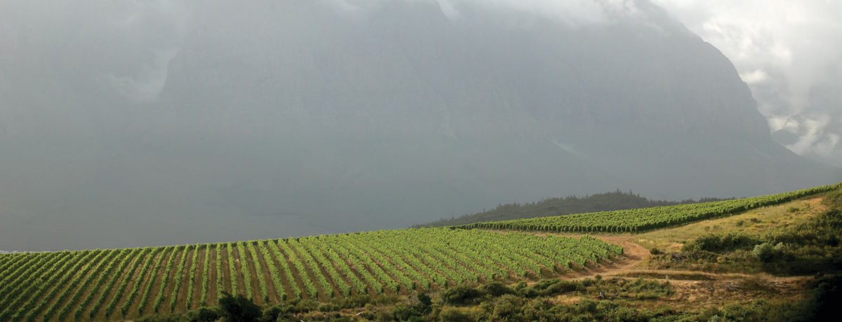 Reihen von Rebstöcken in hügeliger Landschaft unter bewölktem Himmel kurz vor einem Sturm