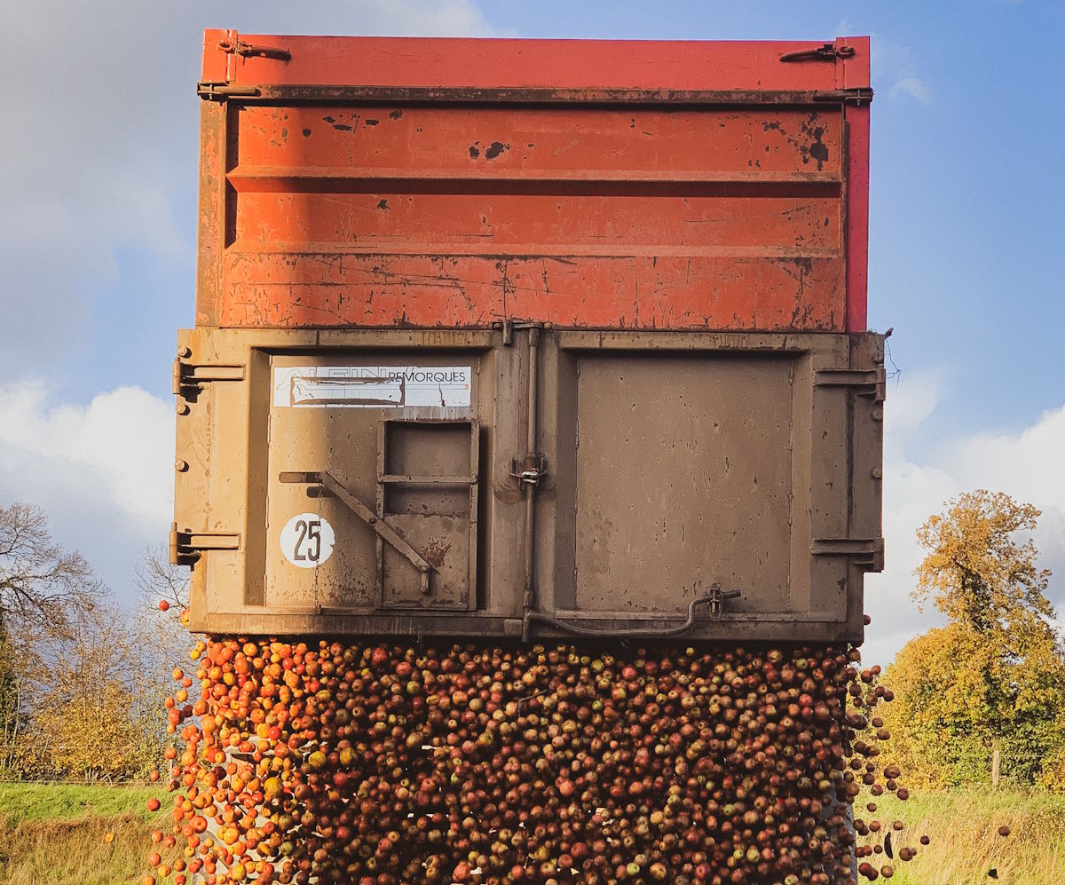 Ein landwirtschaftlicher Anhänger entlädt eine große Menge frisch geernteter Äpfel, die sich am Boden sammeln – Erntesaison im Obstbau mit Fokus auf Verarbeitung zu Saft oder Spirituosen