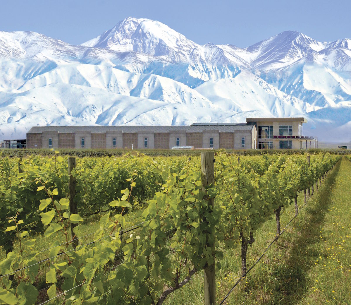 Reihen junger Reben vor einem modernen Weingut, dahinter die schneebedeckten Gipfel der Anden in strahlendem Licht.