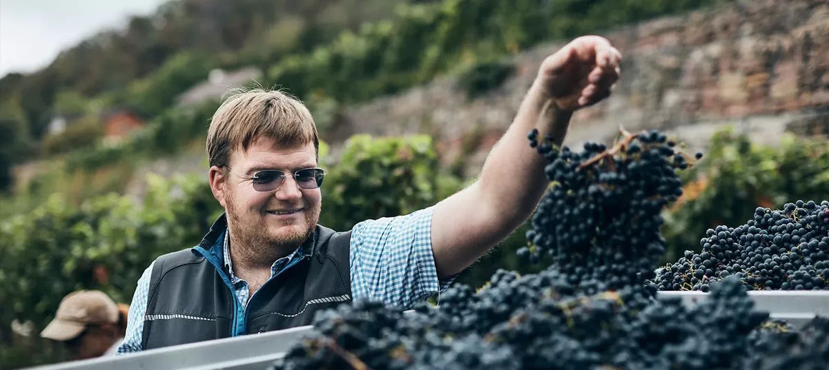 Ein Winzer mit Sonnenbrille sortiert von Hand frisch geerntete blaue Trauben in einem Weinberg mit Steinmauer im Hintergrund.
