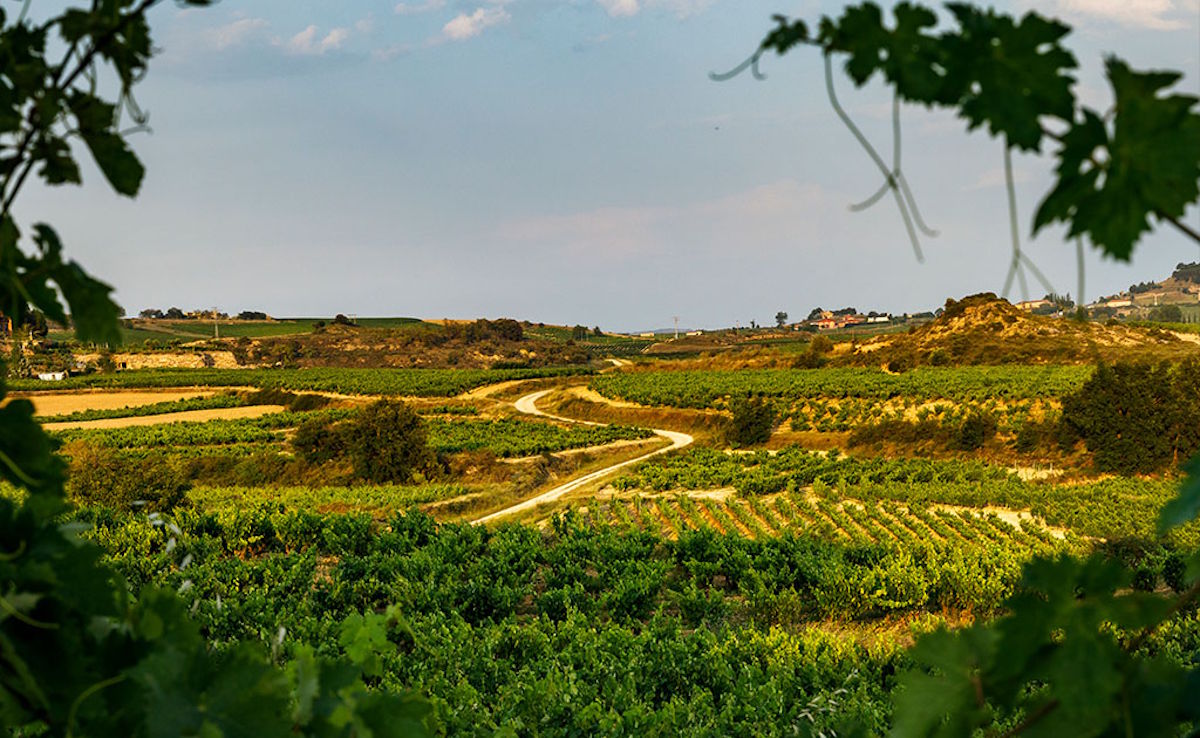 Weinlandschaft mit geschwungenem Feldweg zwischen Rebstöcken und Hügeln, eingerahmt von Weinlaub im Vordergrund