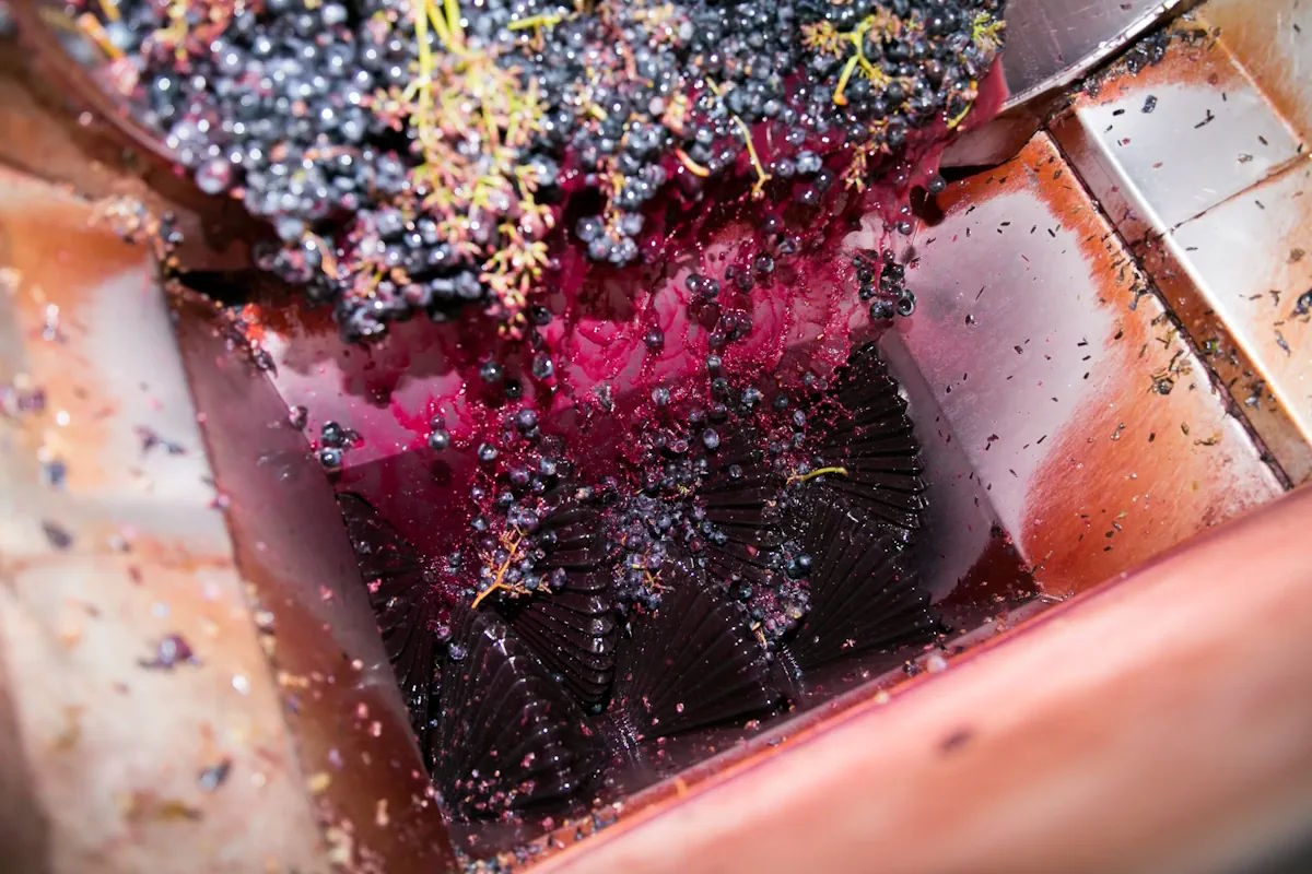 Frisch geerntete dunkle Trauben werden in einer Kelteranlage zerkleinert, der Saft läuft in rötlichen Strömen ab