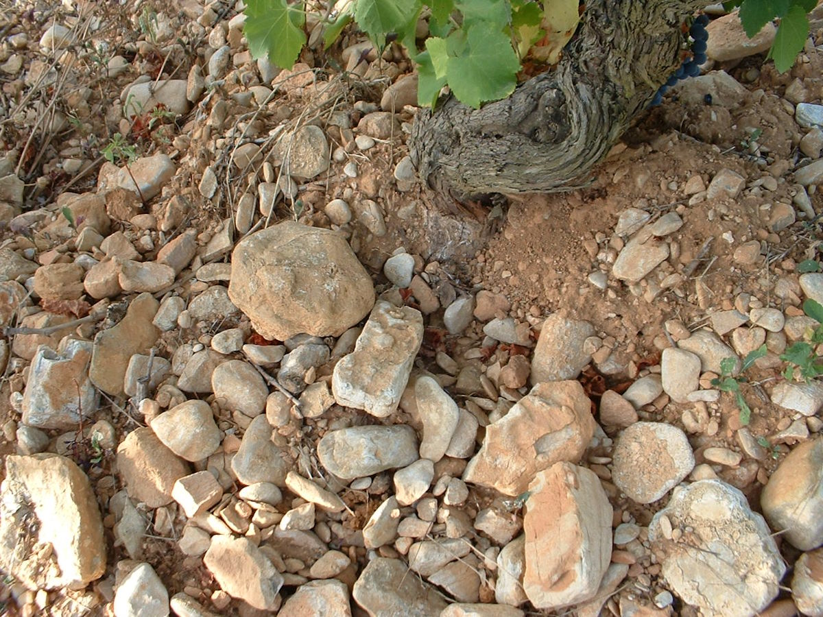 Rebstock in steinigem, rötlich-braunem Boden mit groben Kalk- und Kieselsteinen im Wurzelbereich.