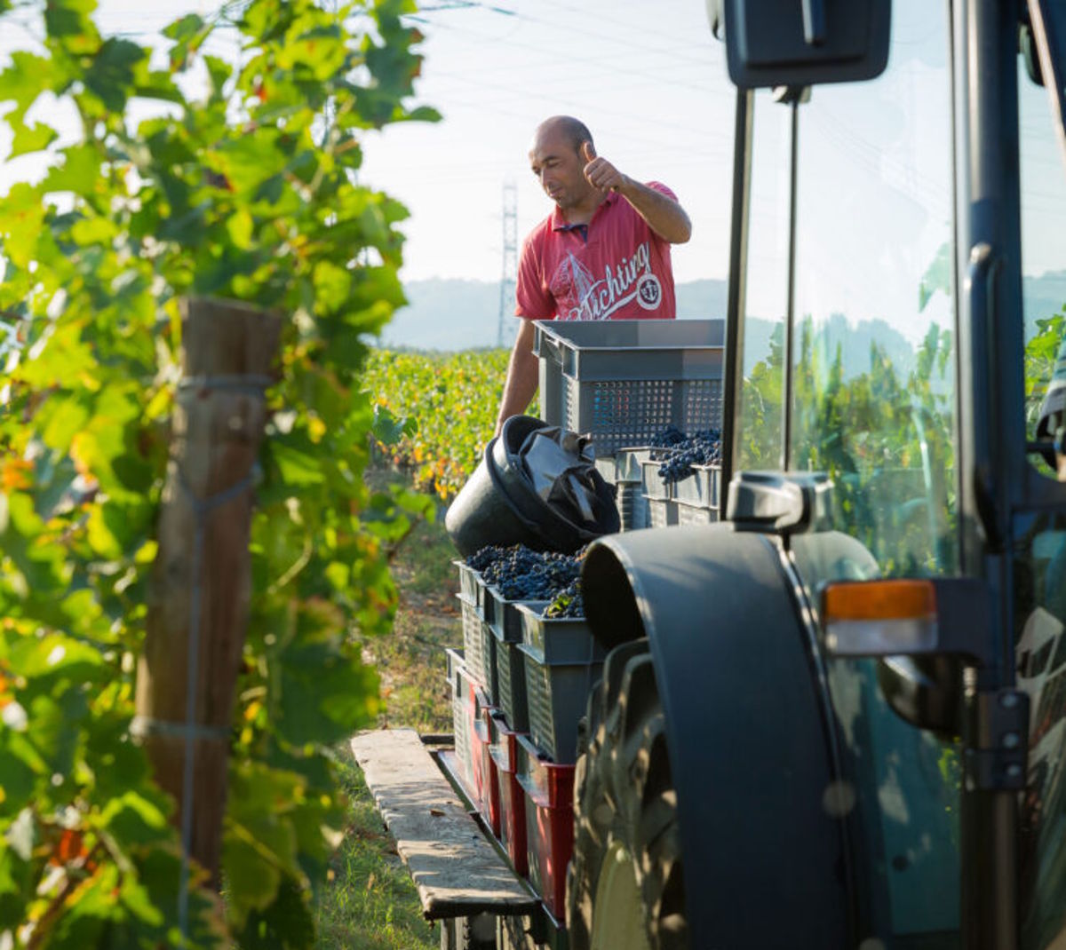 Ein Mann lädt frisch geerntete Weintrauben in Kisten auf einen Traktoranhänger mitten im Weinberg bei sonnigem Wetter.
