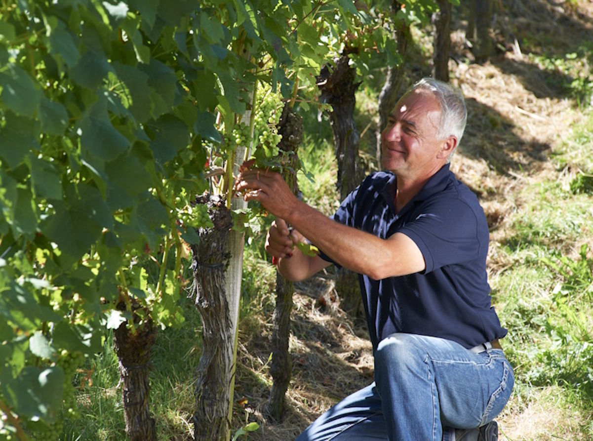  Älterer Winzer kniet im sonnigen Weinberg und prüft die grünen Trauben an einem Rebstock mit zufriedener Miene
