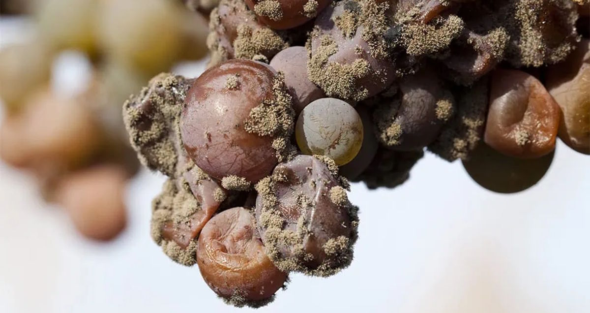 Nahaufnahme von edelfaulen Trauben mit typischem Pilzbefall, wie er für edelsüße Weine benötigt wird