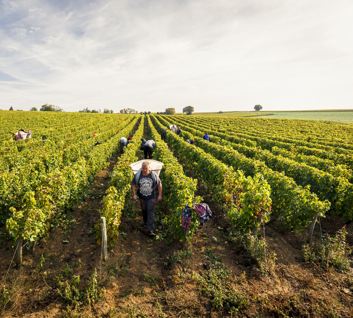 Menschen bei der Weinlese in langen Rebzeilen auf leicht hügeligem Gelände unter bewölktem Himmel.