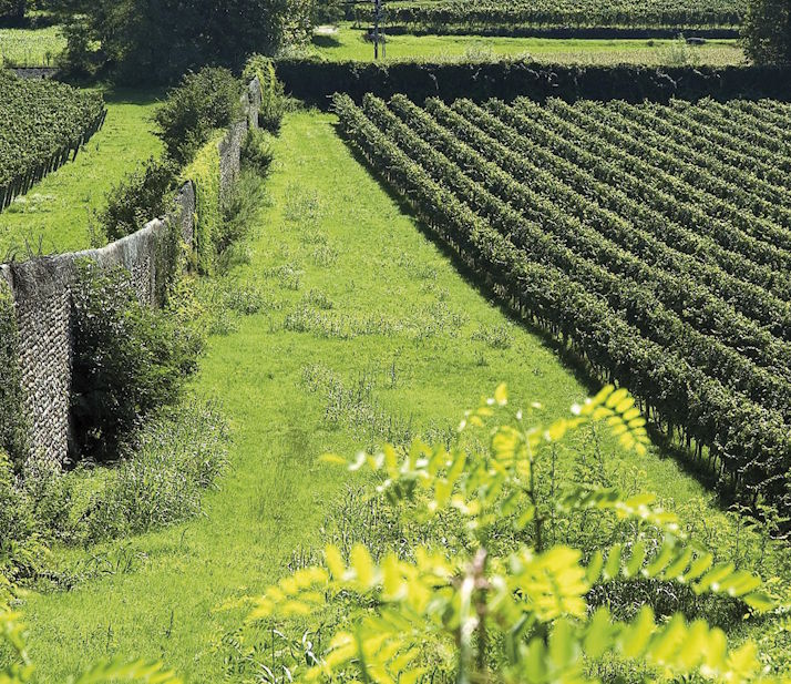 Weinberg mit regelmäßigen Rebzeilen neben einer alten Natursteinmauer, eingebettet in grüne Landschaft.