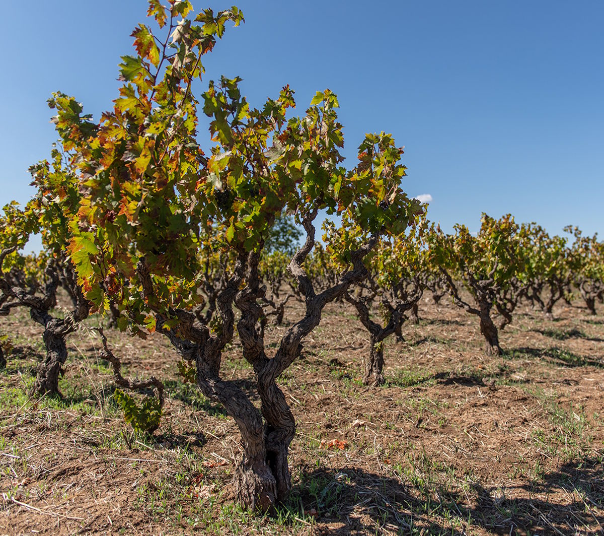 Knorrige Buschrebe auf trockenem, steinigem Boden unter blauem Himmel, weitere Reben in der Reihe dahinter.