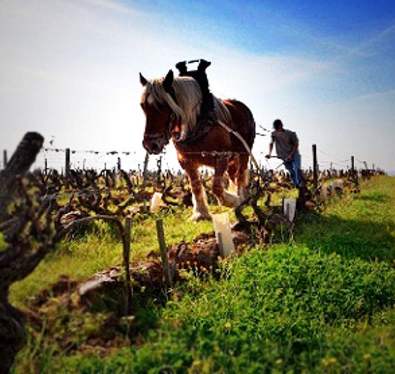 Braunes Arbeitspferd zieht mit einem Winzer ein Gerät zur Bodenbearbeitung zwischen Rebstöcken im Weinberg