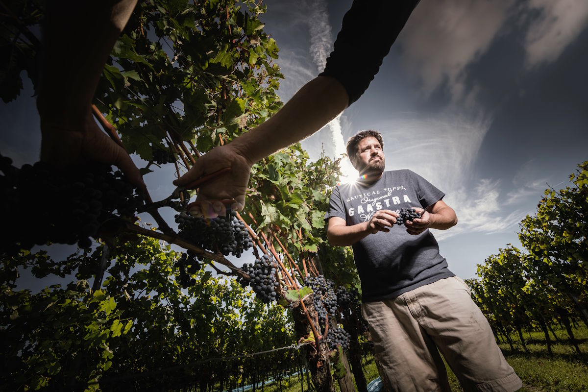 Mann steht zwischen Reben und prüft eine Traube, während im Vordergrund eine Hand mit Schere rote Trauben schneidet; dramatisches Licht und Himmel.