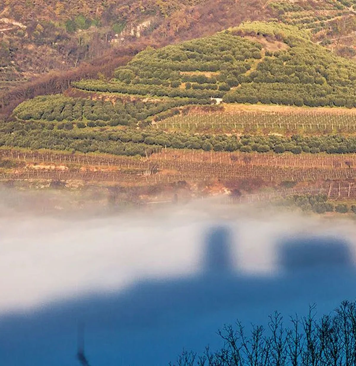 Schattenriss einer Burg auf morgendlichem Nebel, dahinter terrassierte Hänge mit Weinpflanzungen.