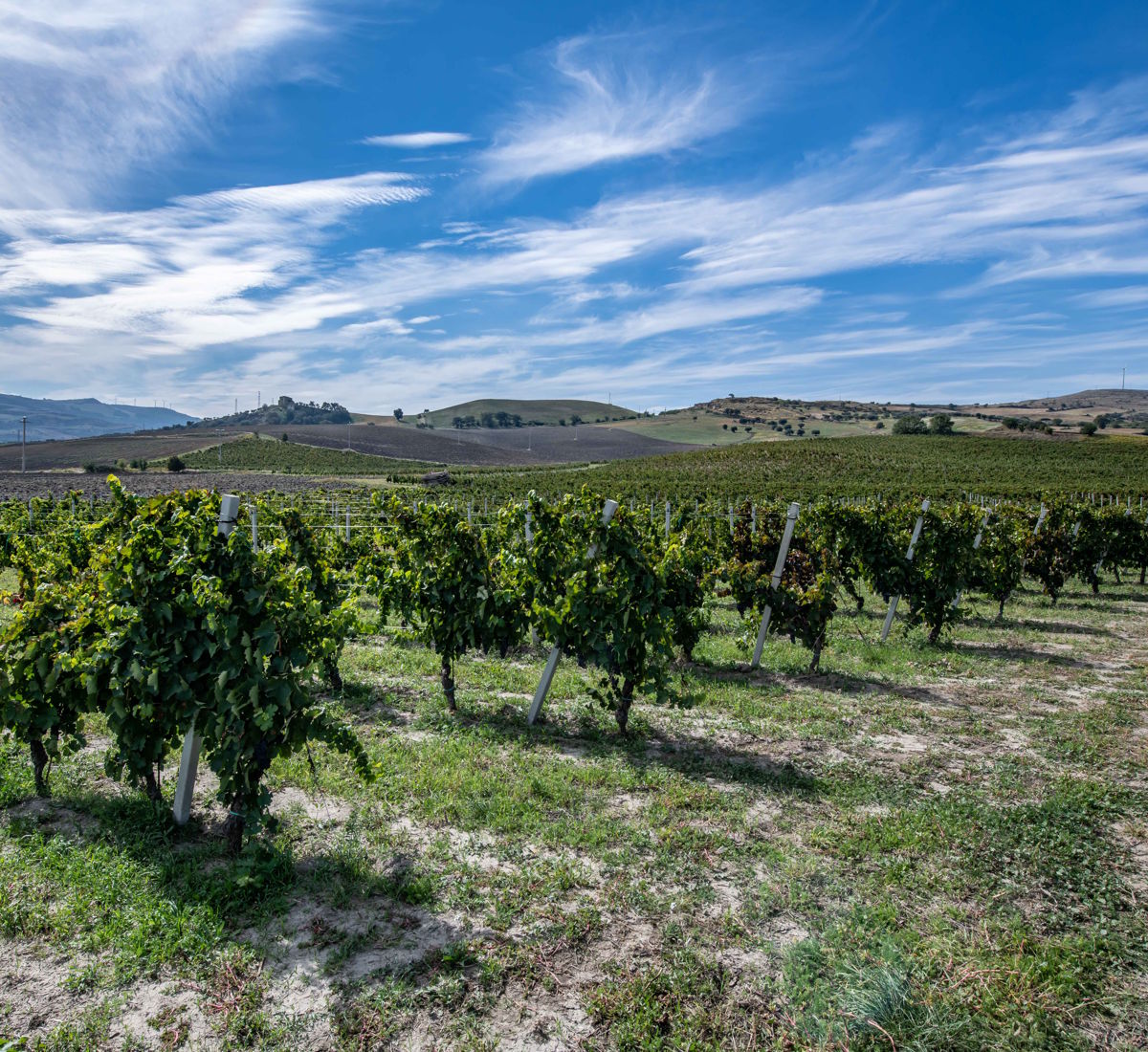 Reihen von Weinreben auf leicht hügeligem Gelände unter blauem Himmel mit weißen Wolken.