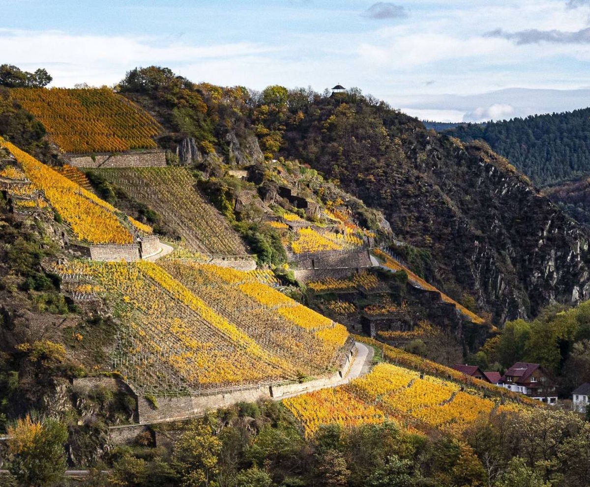 Steilhang mit herbstlich gefärbten Weinbergen in leuchtenden Gelb- und Orangetönen, durchzogen von Trockenmauern und Wegen