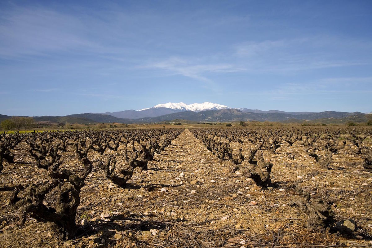 Reihen alter, knorriger Rebstöcke auf steinigem Boden mit Blick auf schneebedeckte Berge unter blauem Himmel.