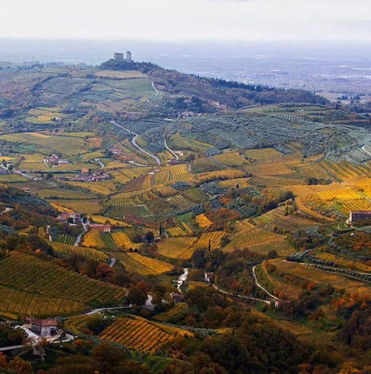 Weinberge in hügeliger Landschaft mit verstreuten Gehöften und einer Burg auf dem Höhenzug, herbstlich verfärbt.